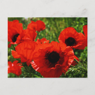 Poppie Briefkaart