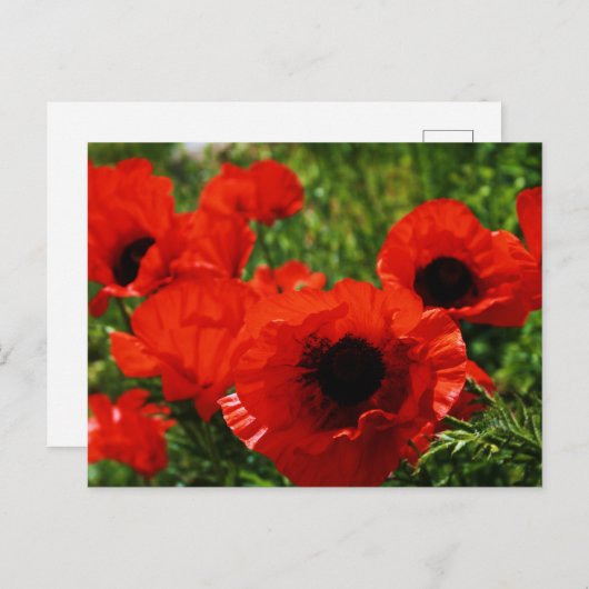 Poppie Briefkaart (Voorkant / Achterkant)