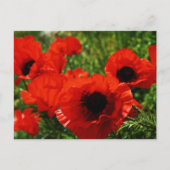 Poppie Briefkaart (Voorkant)
