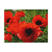 Poppie Briefkaart