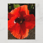 Poppie Briefkaart (Voorkant)