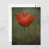 Poppie briefkaart (Voorkant / Achterkant)