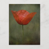 Poppie briefkaart (Voorkant)