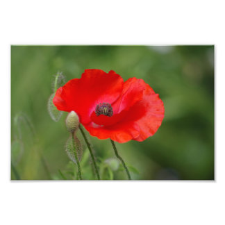 Poppie Foto Afdruk