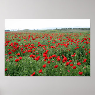 Poppie natuur landschap rode bloemen  poster