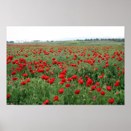 Poppie natuur landschap rode bloemen  poster (Voorkant)
