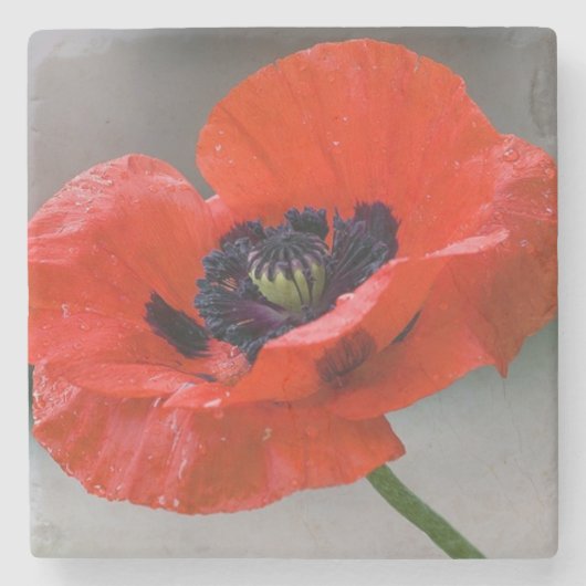 Poppie onderzetter (Voorkant)