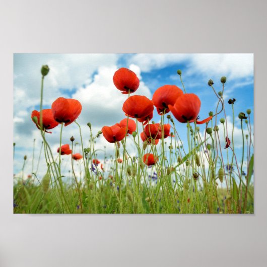 Poppie Poster (Voorkant)