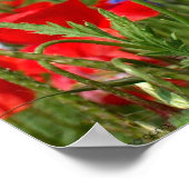 Poppie Poster (Hoek)