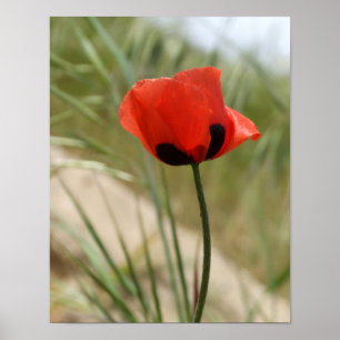 Poppie Poster
