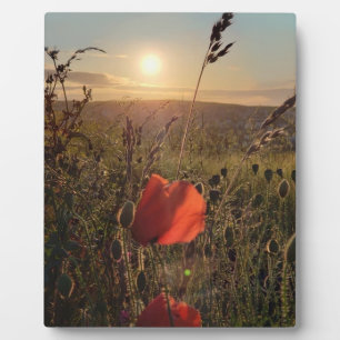 Poppies bij zonsondergang 2. Perranporth, Cornwall Fotoplaat