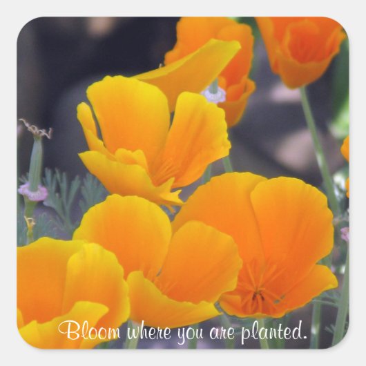 Poppies - Bloom waar geplante Stickers (Voorkant)