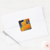 Poppies - Bloom waar geplante Stickers (Envelop)