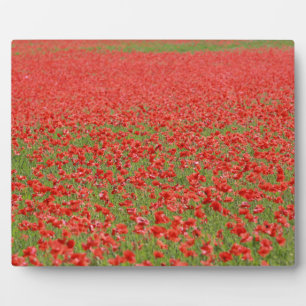Poppies - duizenden! fotoplaat