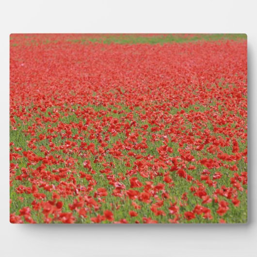 Poppies - duizenden! fotoplaat (Voorkant)