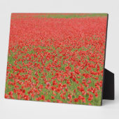 Poppies - duizenden! fotoplaat (Zijkant)