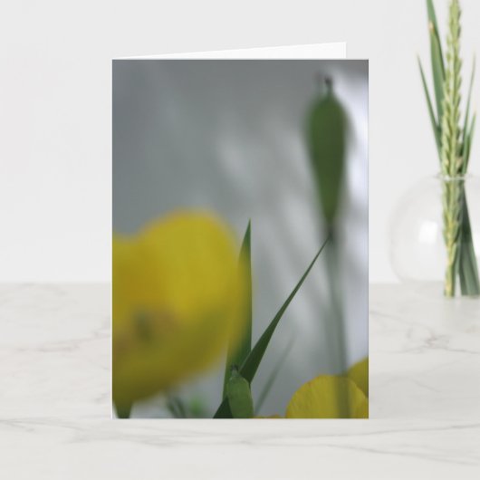 Poppies en shade 4 Floral Photography Greeting C Kaart (Voorkant)