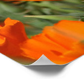 Poppies Galore Print (Hoek)