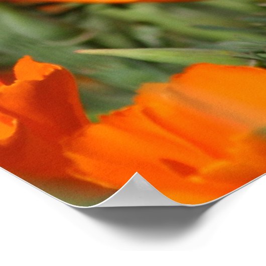 Poppies Galore Print (Hoek)