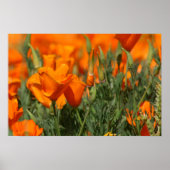 Poppies Galore Print (Voorkant)