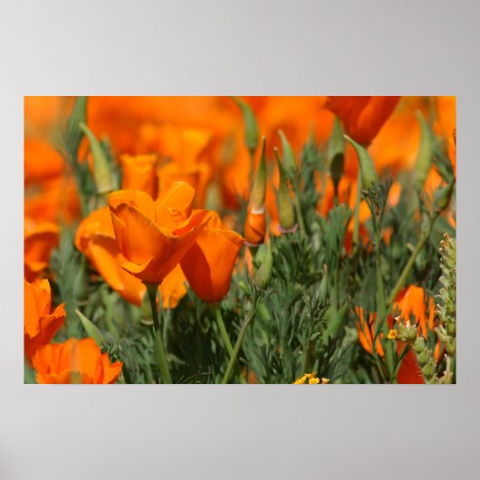 Poppies Galore Print (Voorkant)