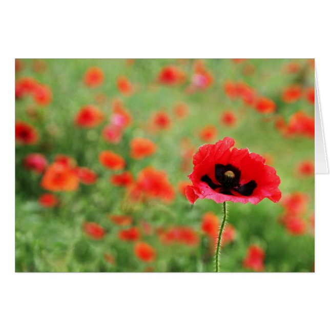 Poppies-gebied (Voorkant Horizontaal)