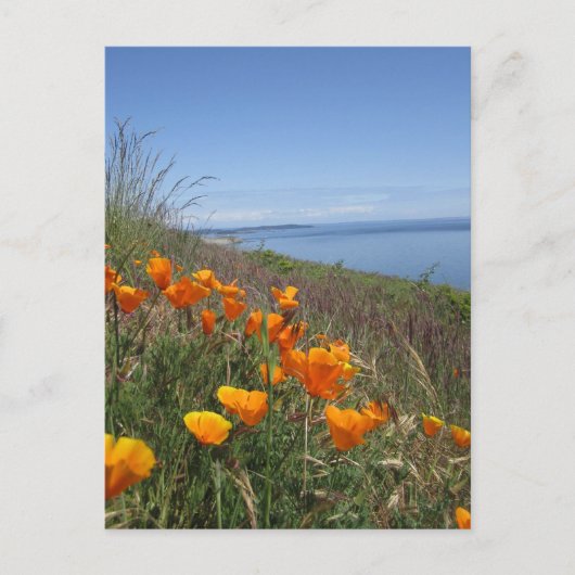 Poppies-gebied Briefkaart (Voorkant)