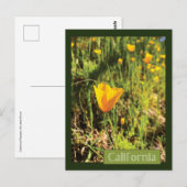 Poppies-gebied Briefkaart (Voorkant / Achterkant)