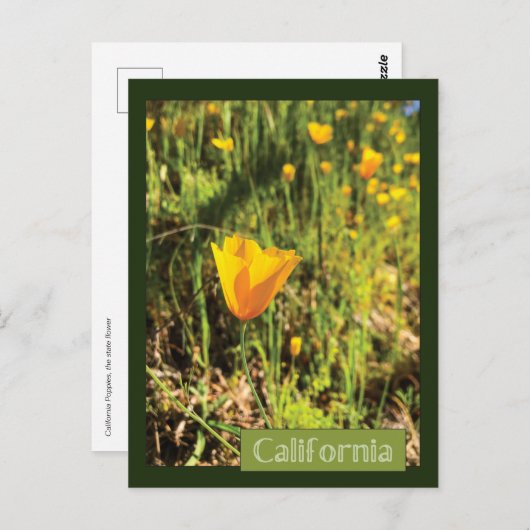 Poppies-gebied Briefkaart (Voorkant / Achterkant)