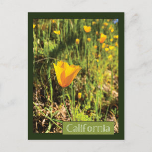 Poppies-gebied Briefkaart