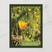 Poppies-gebied Briefkaart (Voorkant)