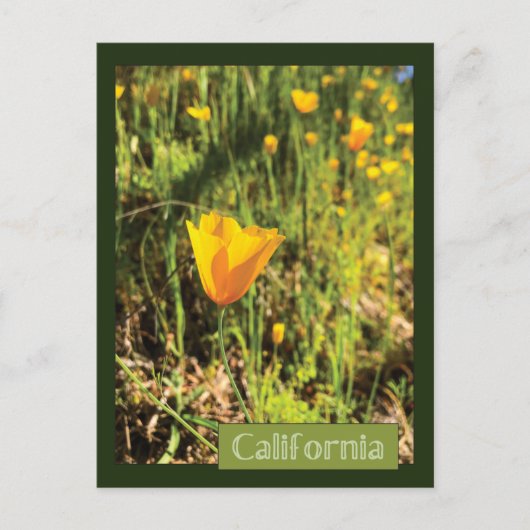 Poppies-gebied Briefkaart (Voorkant)