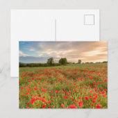 Poppies-gebied Briefkaart (Voorkant / Achterkant)