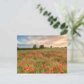 Poppies-gebied Briefkaart (Staand voorkant)