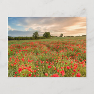 Poppies-gebied Briefkaart