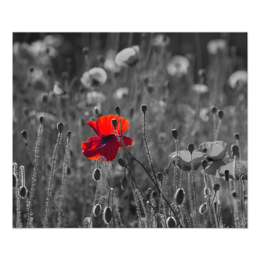 Poppies-gebied Foto Afdruk (Voorkant)