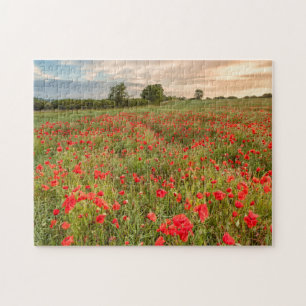 Poppies-gebied Legpuzzel