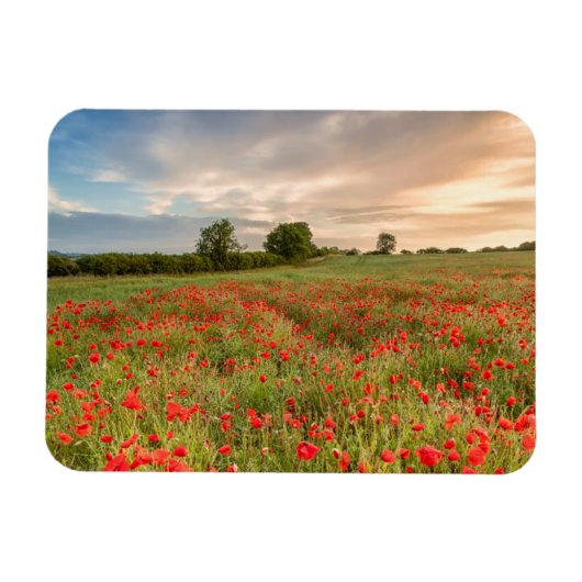 Poppies-gebied Magneet (Horizontaal)
