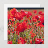 Poppies Groeten Kaart (Voorkant / Achterkant)