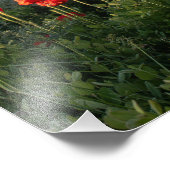 Poppies in de vallei - Casper Mountain Foto Afdruk (Hoek)