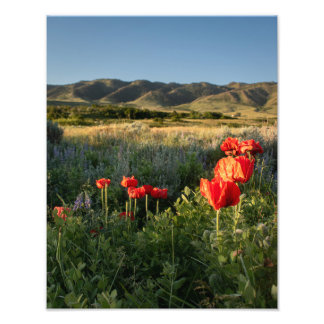 Poppies in de vallei - Casper Mountain Foto Afdruk