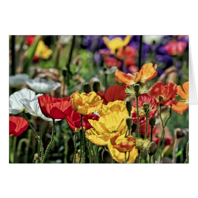 Poppies in de zon (Voorkant Horizontaal)