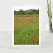 Poppies in Veldportret Kaart (Voorkant)