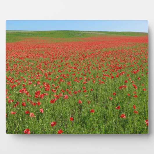 Poppies levend! fotoplaat (Voorkant)