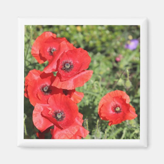 Poppies magneet (Voorkant)