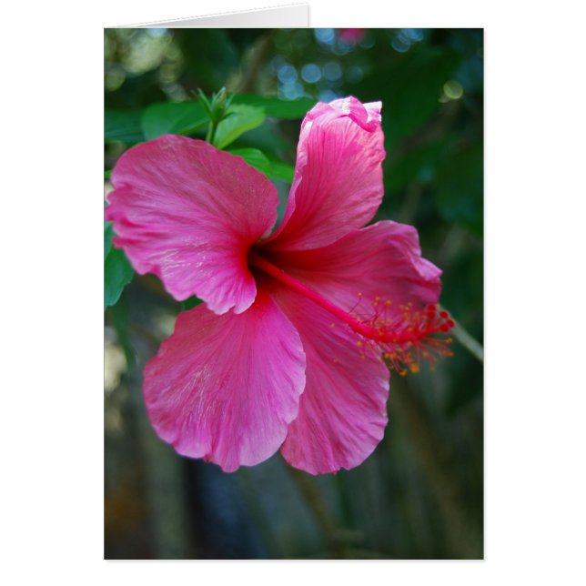 Popping Hot Pink (Voorkant)