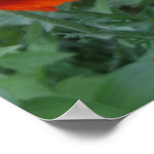 Poppy Bliss Poster (Hoek)