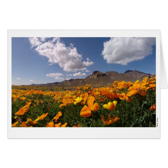 Poppy Bloom - El Paso, Texas (Voorkant Horizontaal)