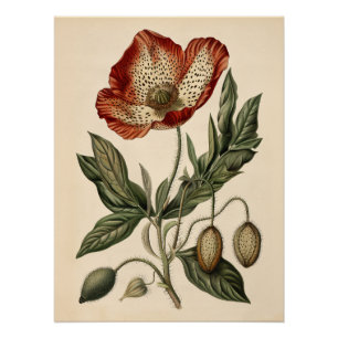  Poppy Botanische Illustratie Decoupage Perfect Poster