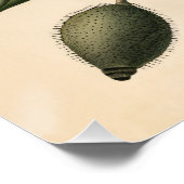  Poppy Botanische Illustratie Decoupage Perfect Poster (Hoek)